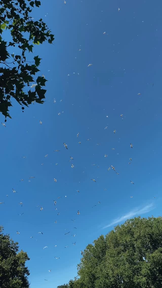 Post 7 by Stephanie Meadows | Nature Content Creator on Instagram (video)