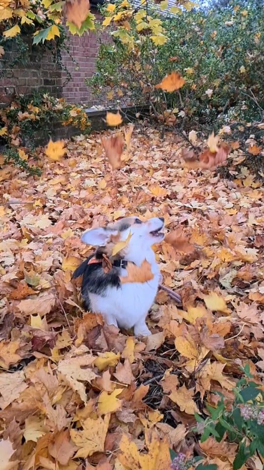 Post 9 by Lil' Pumpkin 🎃🎃 on Instagram (video)