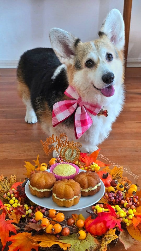 Post 8 by Lil' Pumpkin 🎃🎃 on Instagram (video)