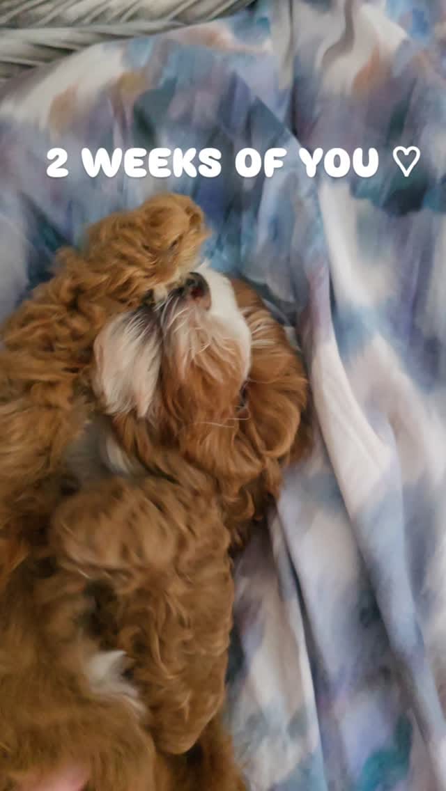 Post 2 by Bronwen | 30s | Leeds, UK on Instagram (video)