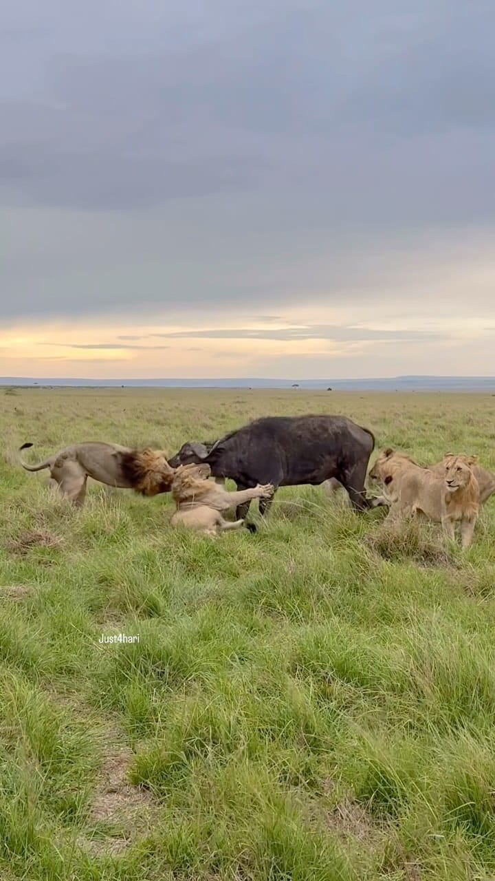 Post 10 by Hari Photography on Instagram (video)
