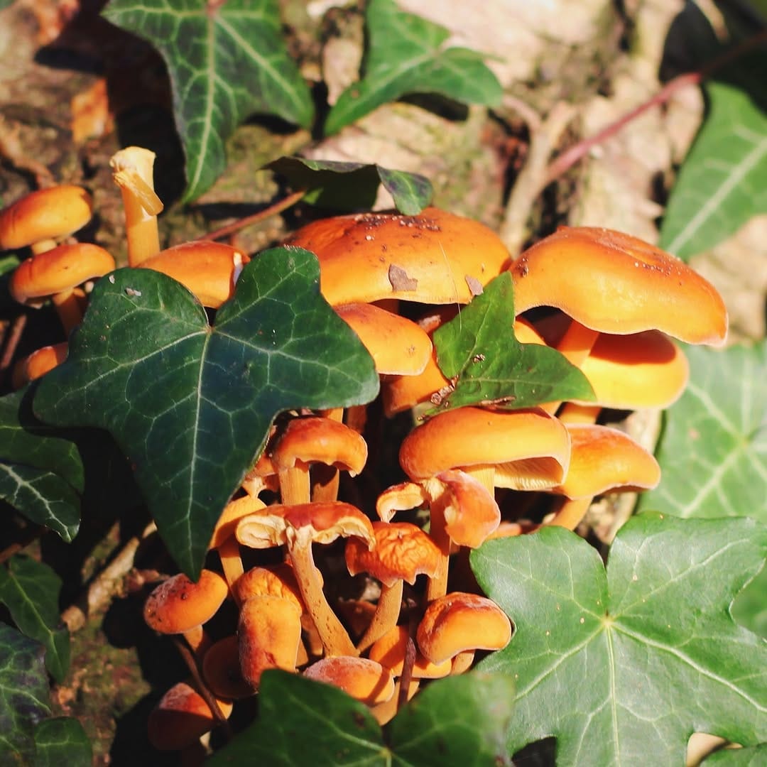 Post 1 by Kirsty on Instagram (image)