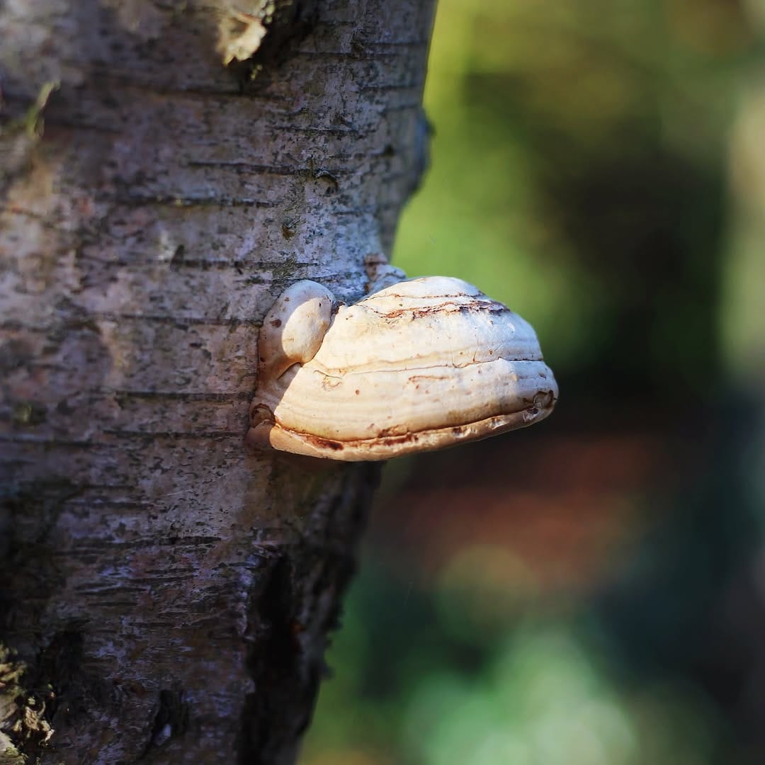 Post 4 by Kirsty on Instagram (image)