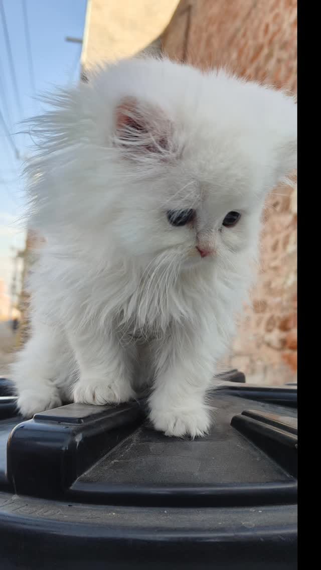 Post 2 by Er Abdul  عبد السلام on Instagram (video)