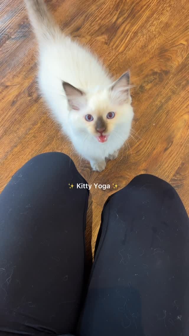 Post 8 by Kitty Yoga Manchester🐾 on Instagram (video)
