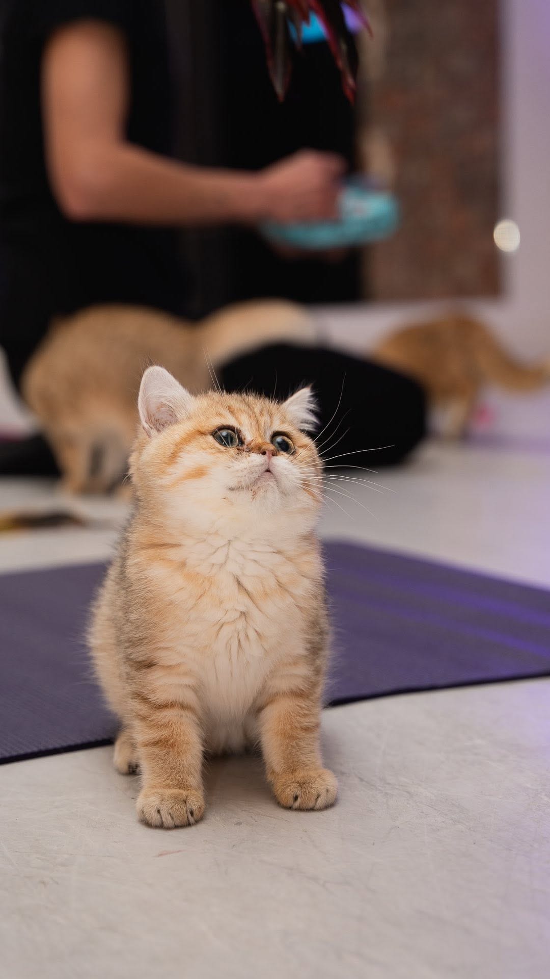 Post 9 by Kitty Yoga Manchester🐾 on Instagram (video)