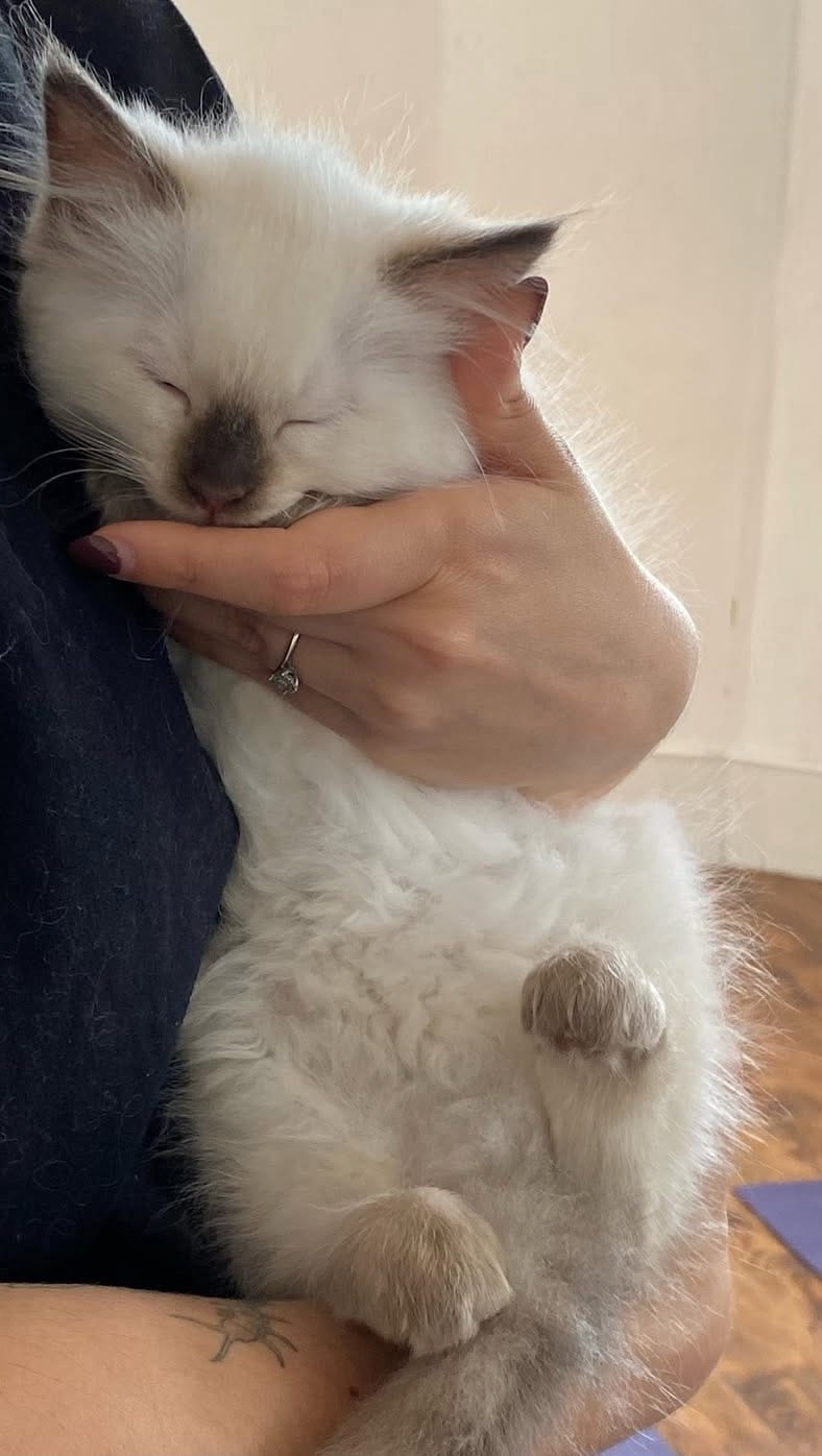 Post 6 by Kitty Yoga Manchester🐾 on Instagram (video)