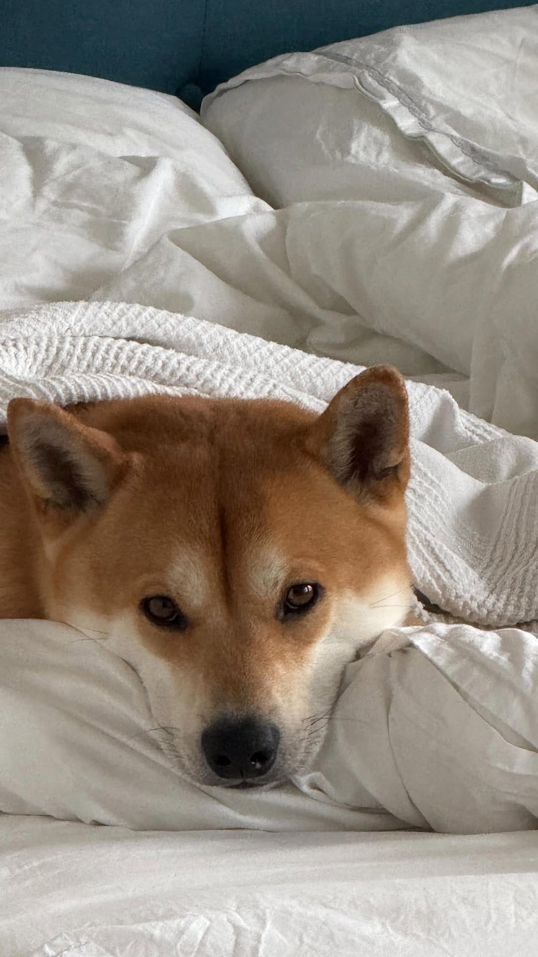 Post 2 by 𝖬𝖺𝗋𝗒𝗂𝖺 on Instagram (video)