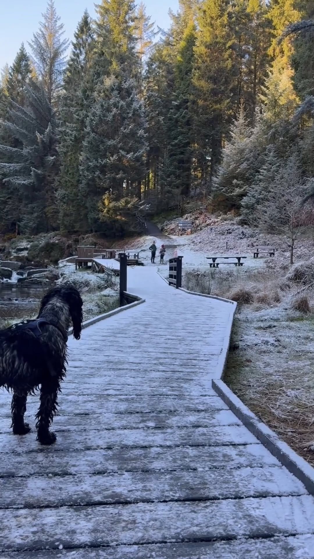 Post 1 by Otto the Cocker on Instagram (video)