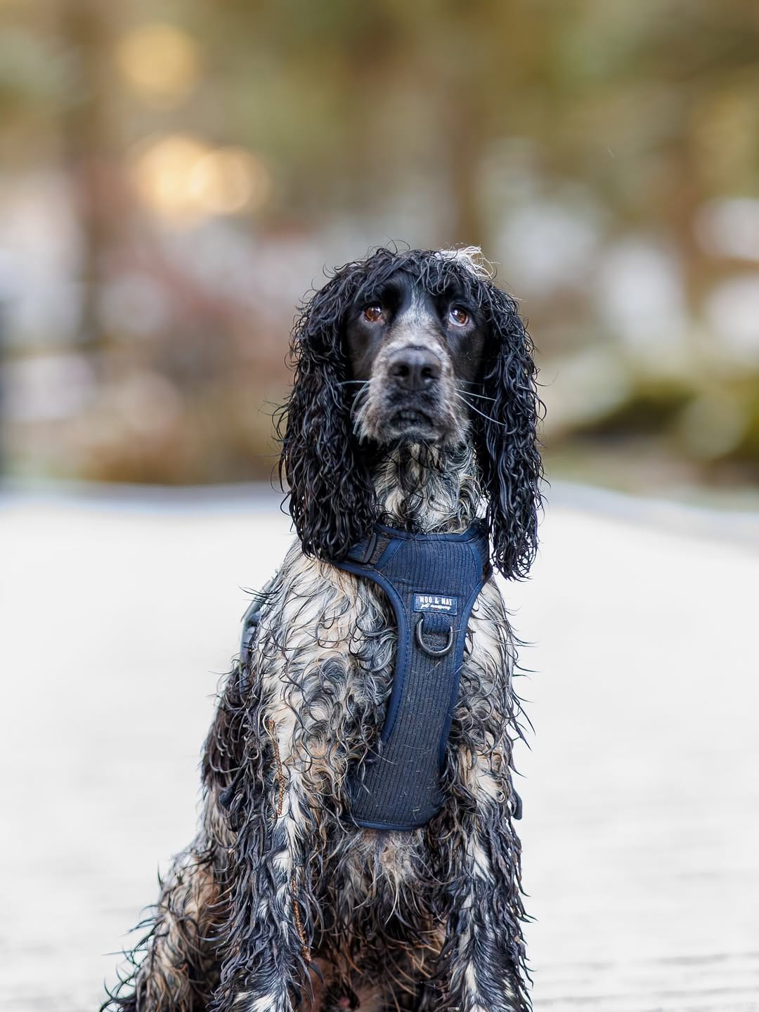 Post 4 by Otto the Cocker on Instagram (image)