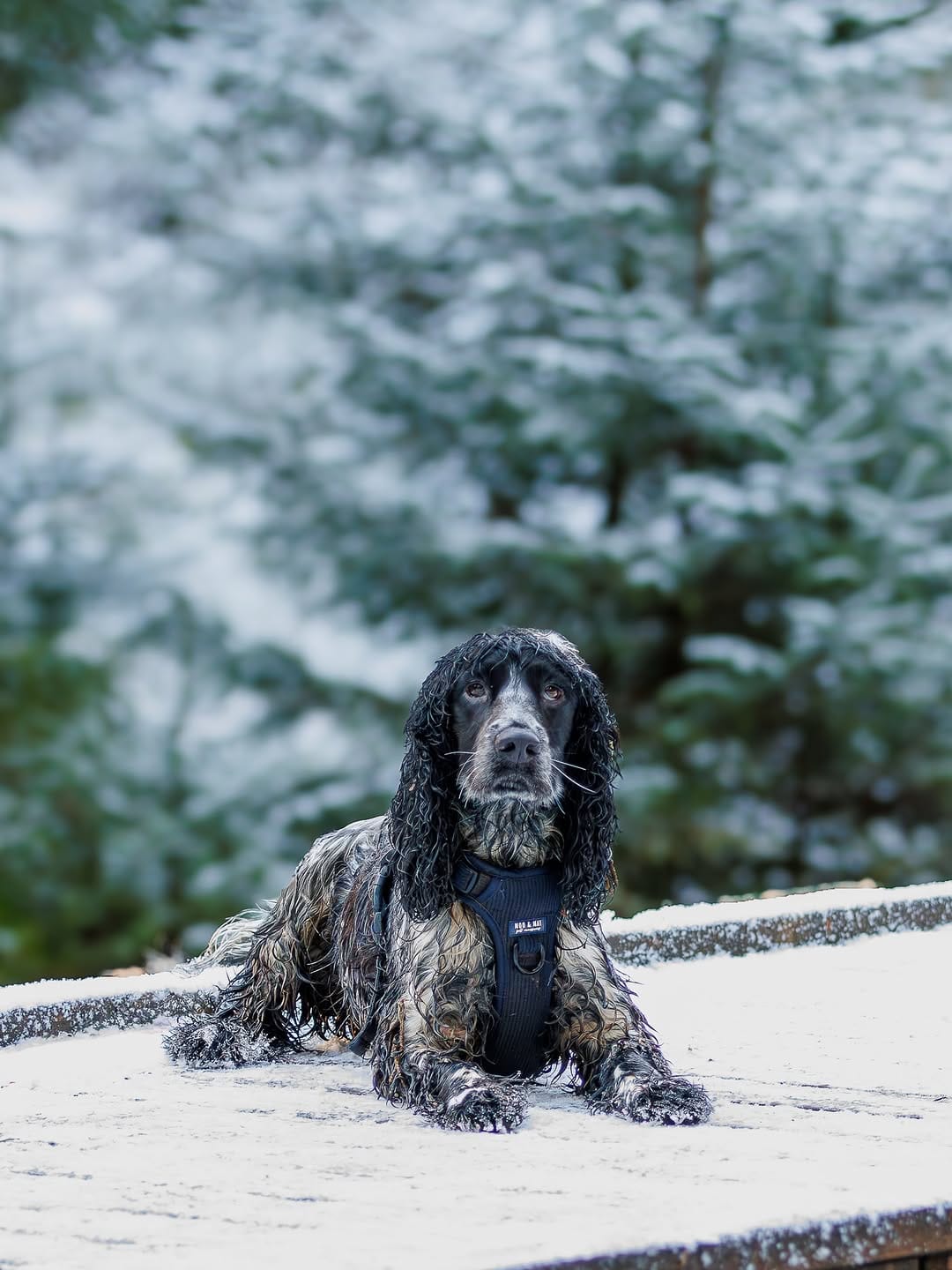 Post 2 by Otto the Cocker on Instagram (image)