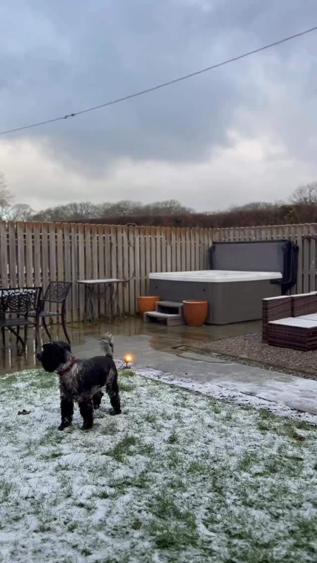 Post 6 by Otto the Cocker on Instagram (video)