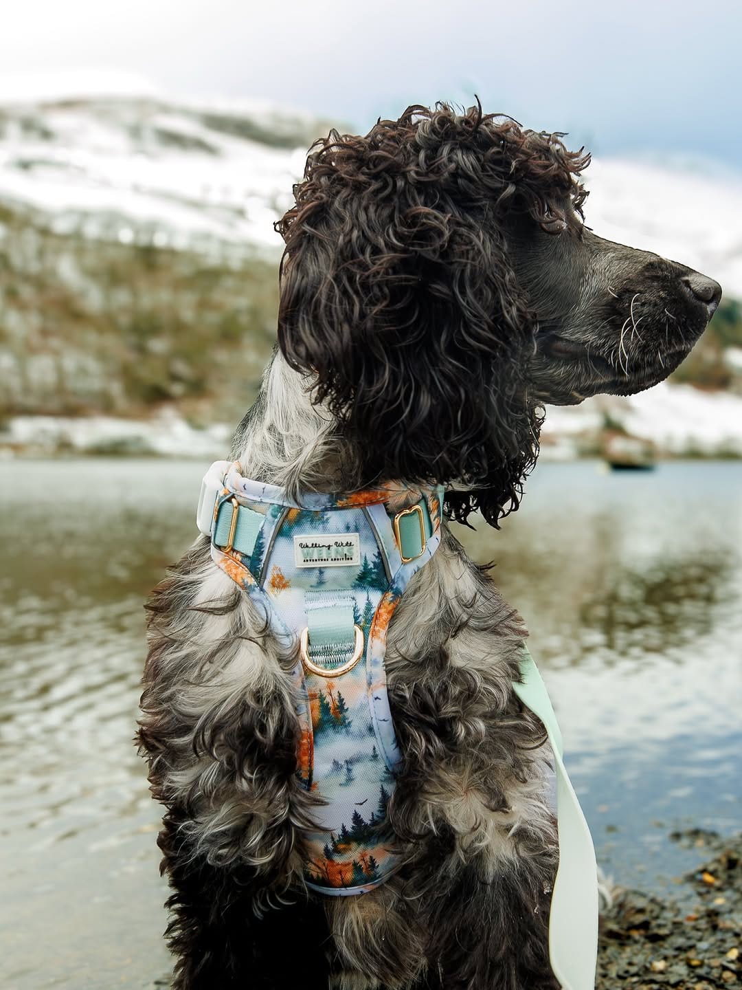 Post 3 by Otto the Cocker on Instagram (carousel)