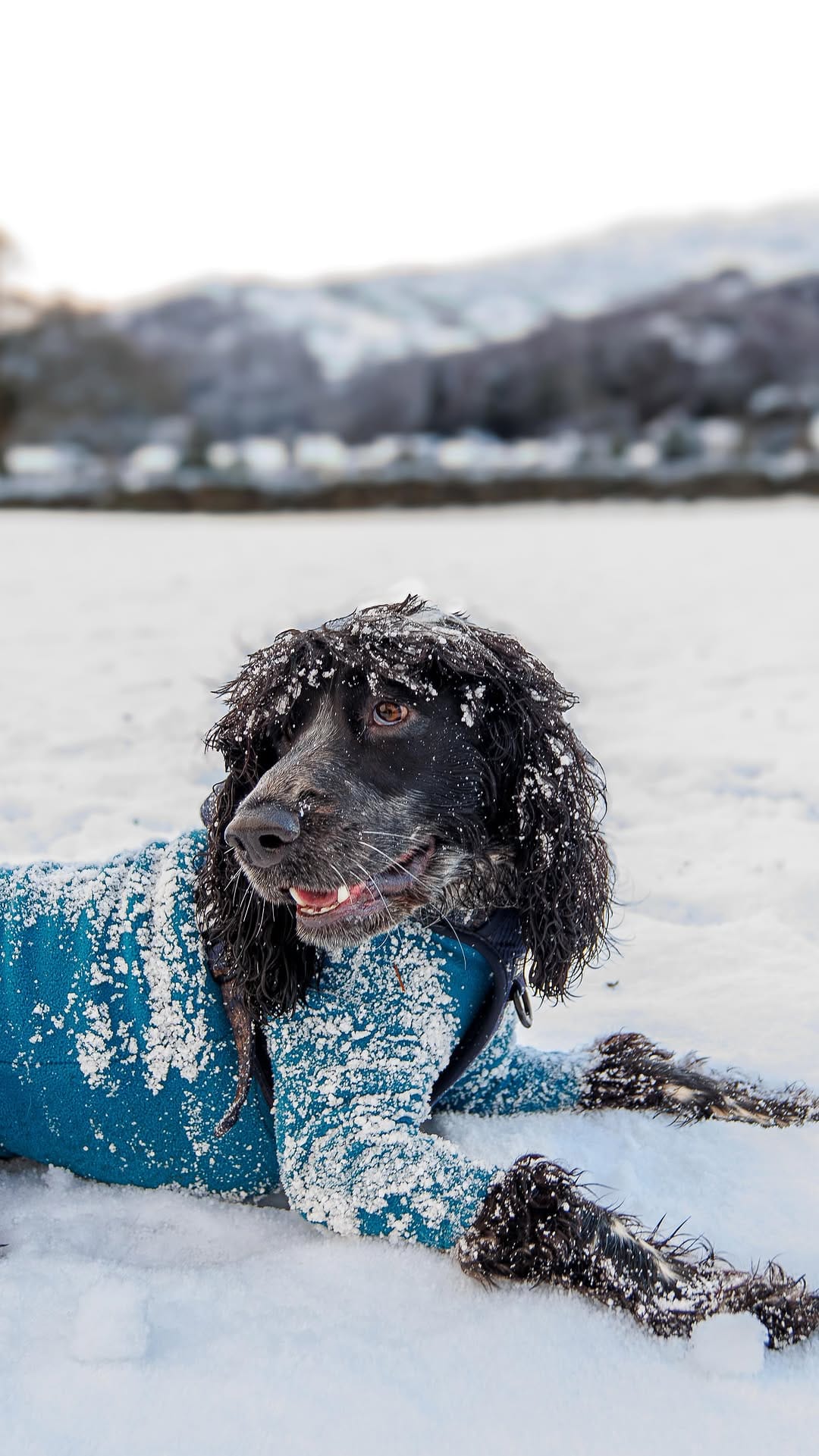 Post 8 by Otto the Cocker on Instagram (video)