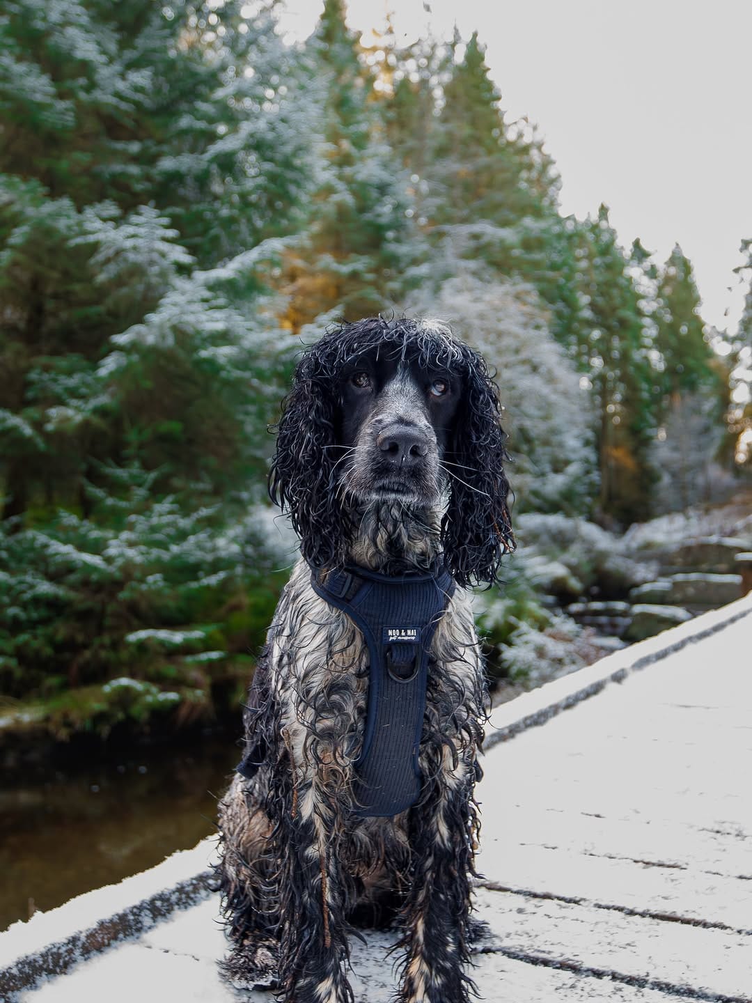 Post 7 by Otto the Cocker on Instagram (image)