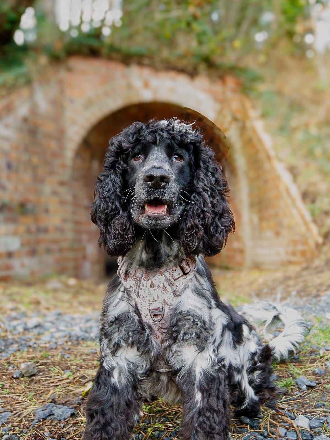 Post 10 by Otto the Cocker on Instagram (carousel)