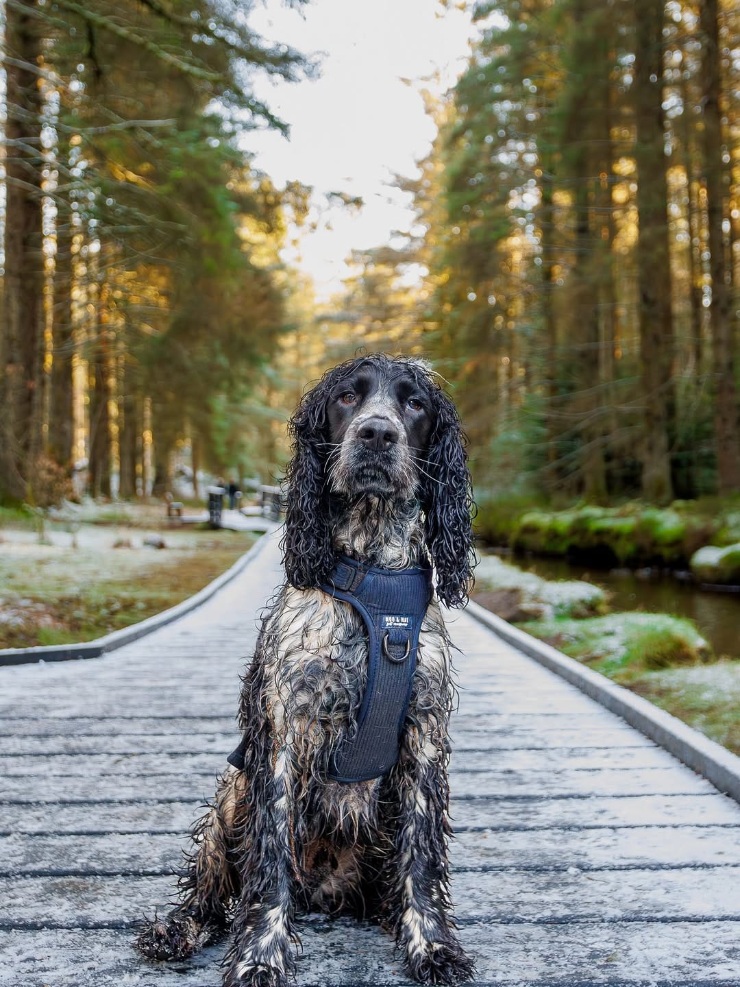 Post 9 by Otto the Cocker on Instagram (carousel)