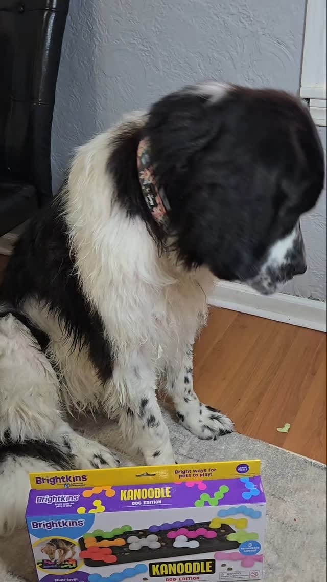 Post 2 by 🐶Ellie🐶 on Instagram (video)