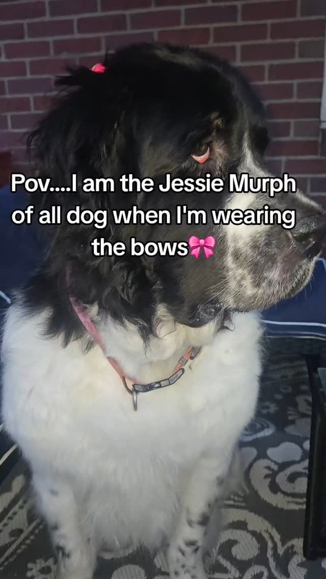 Post 5 by 🐶Ellie🐶 on Instagram (video)