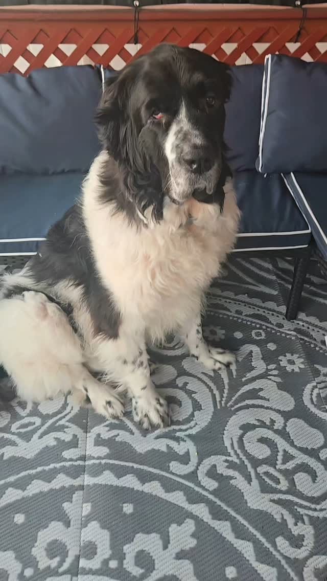 Post 4 by 🐶Ellie🐶 on Instagram (video)