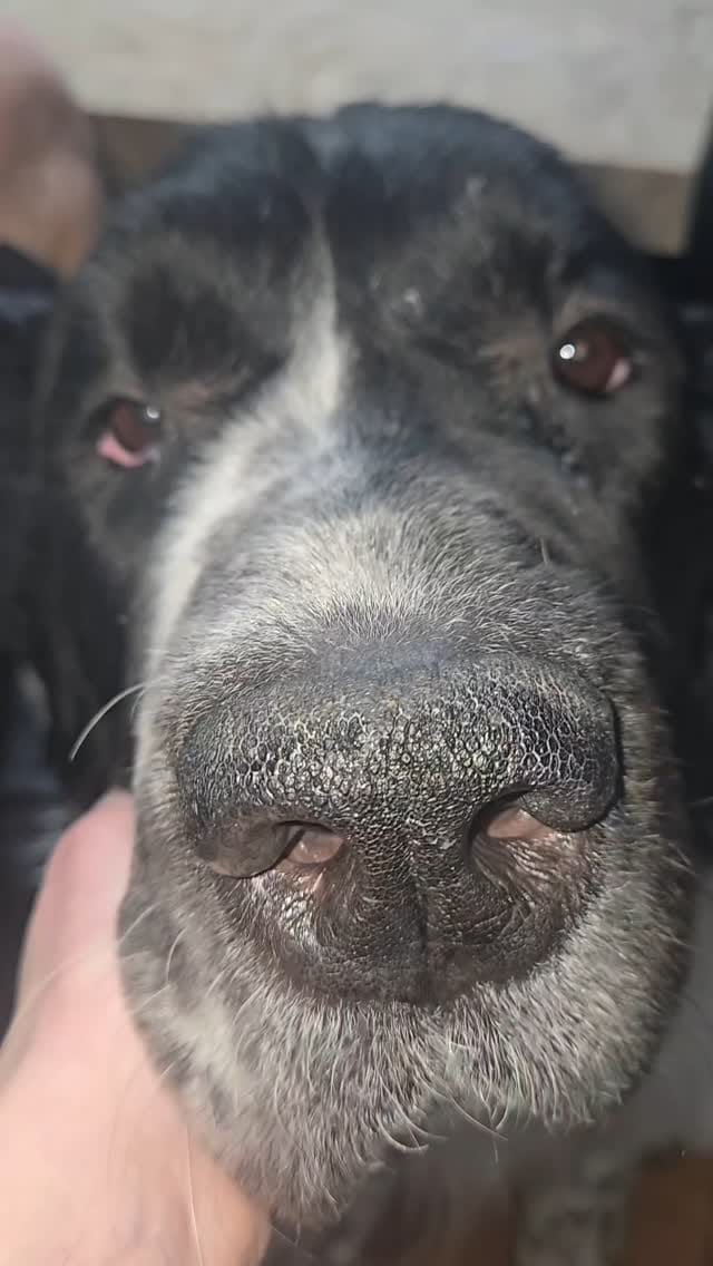 Post 6 by 🐶Ellie🐶 on Instagram (video)
