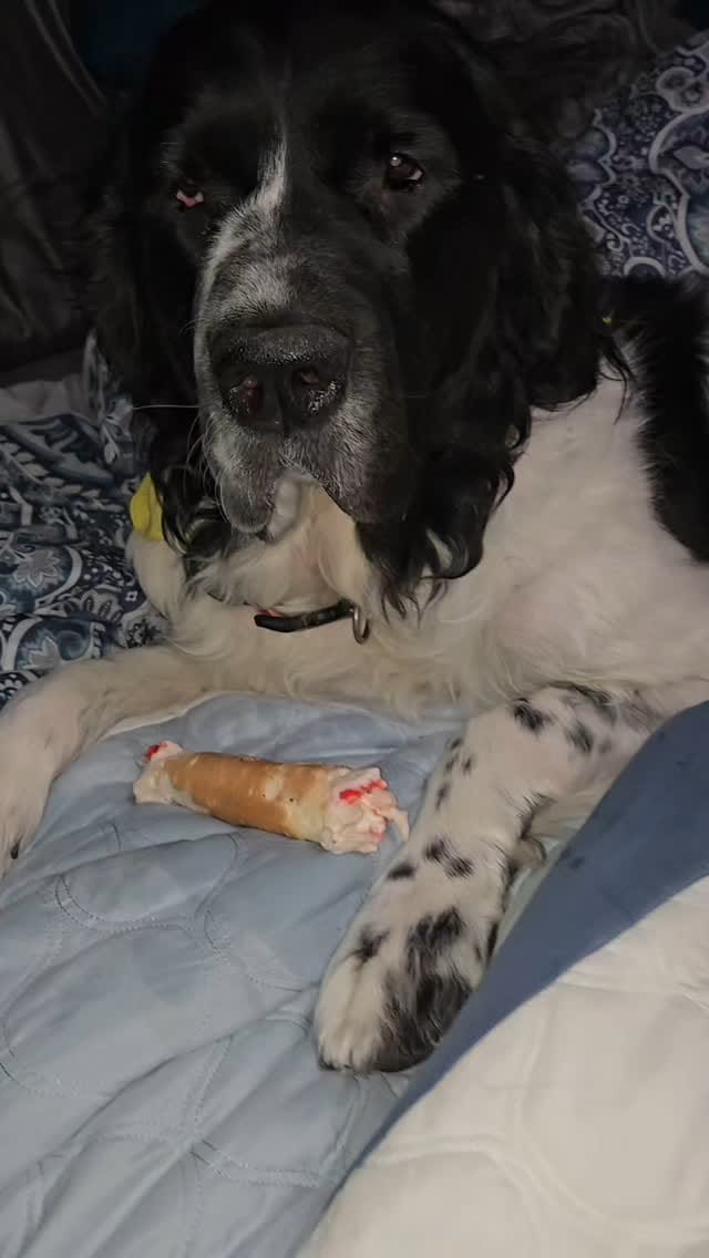 Post 9 by 🐶Ellie🐶 on Instagram (video)