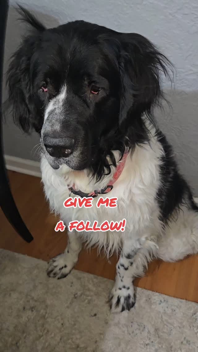 Post 10 by 🐶Ellie🐶 on Instagram (video)