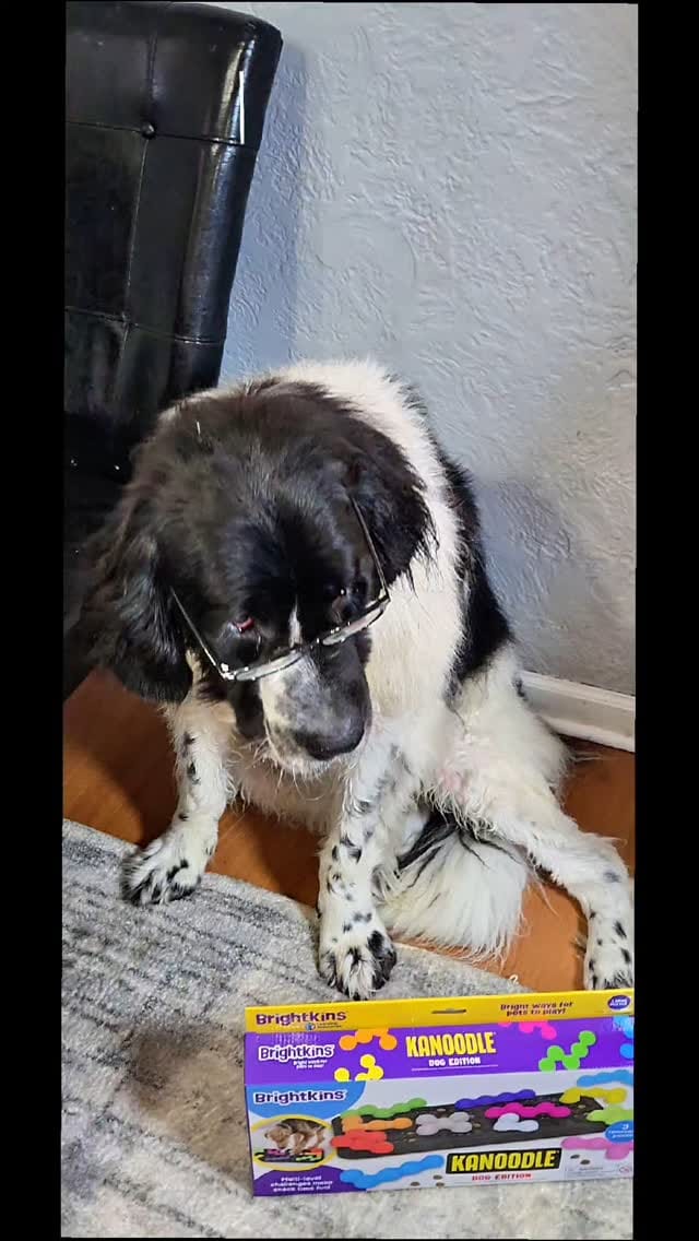 Post 3 by 🐶Ellie🐶 on Instagram (video)