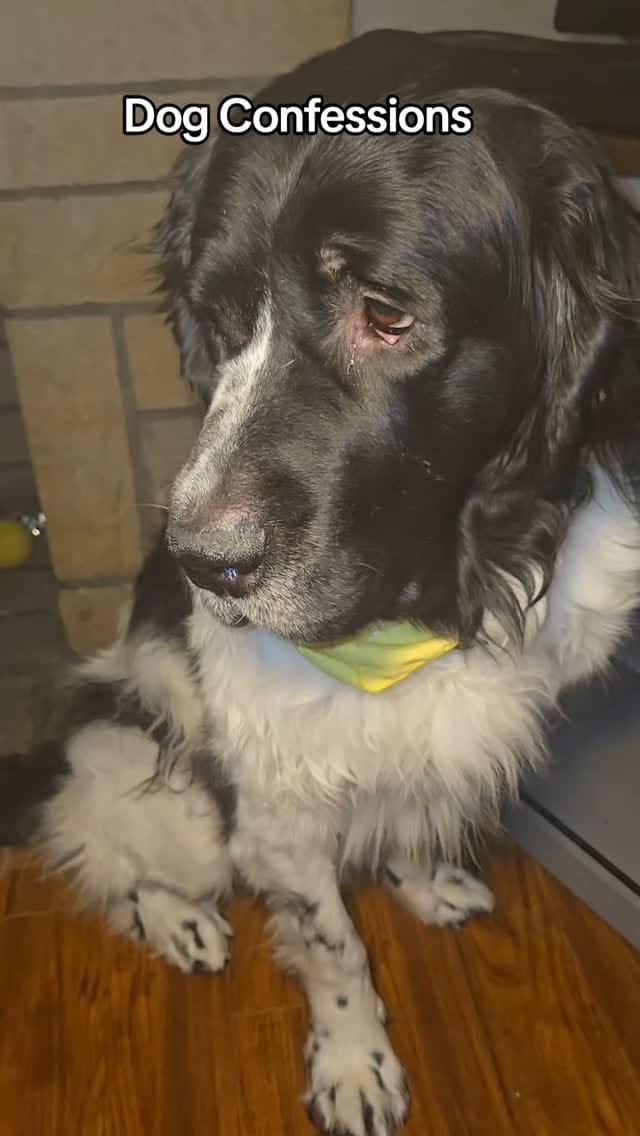 Post 8 by 🐶Ellie🐶 on Instagram (video)