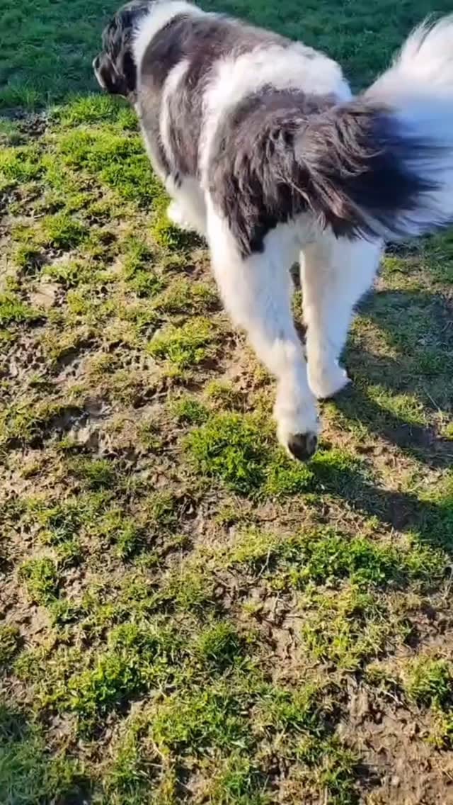 Post 7 by 🐶Ellie🐶 on Instagram (video)