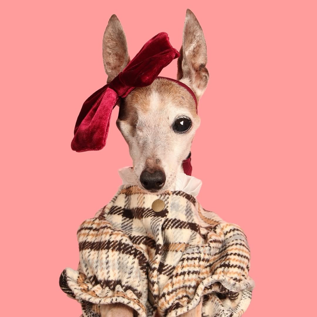 Post 4 by Chelsea Chic Senior Italian Greyhound on Instagram (image)