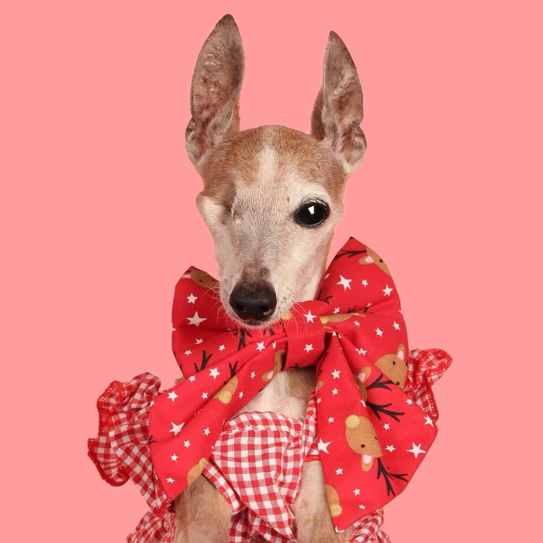 Post 10 by Chelsea Chic Senior Italian Greyhound on Instagram (image)