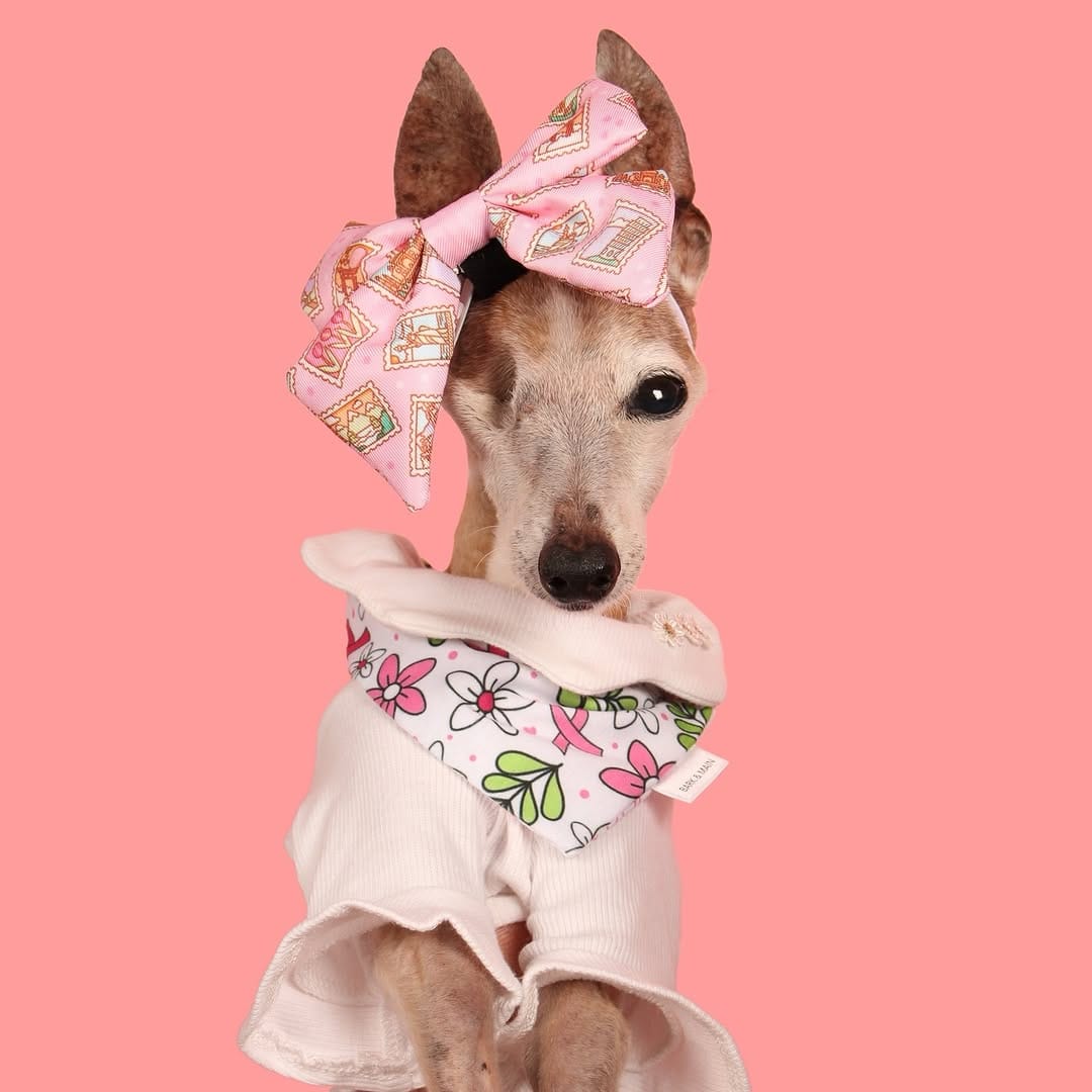 Post 2 by Chelsea Chic Senior Italian Greyhound on Instagram (carousel)