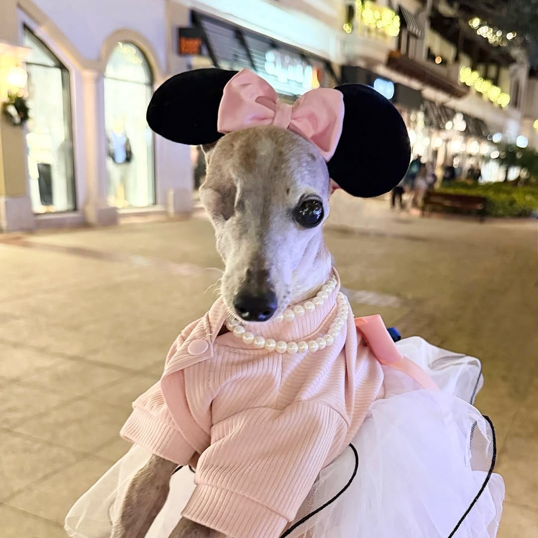 Post 3 by Chelsea Chic Senior Italian Greyhound on Instagram (carousel)