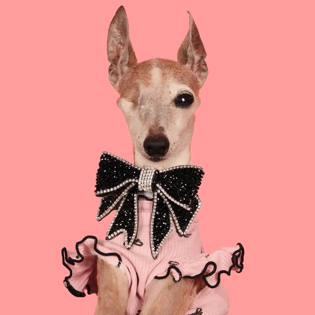 Post 8 by Chelsea Chic Senior Italian Greyhound on Instagram (carousel)