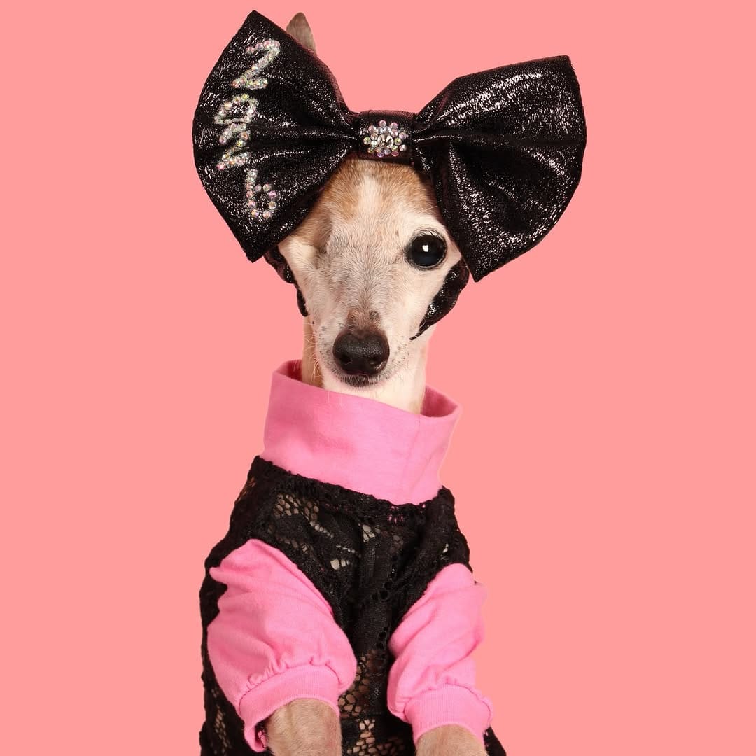 Post 6 by Chelsea Chic Senior Italian Greyhound on Instagram (carousel)
