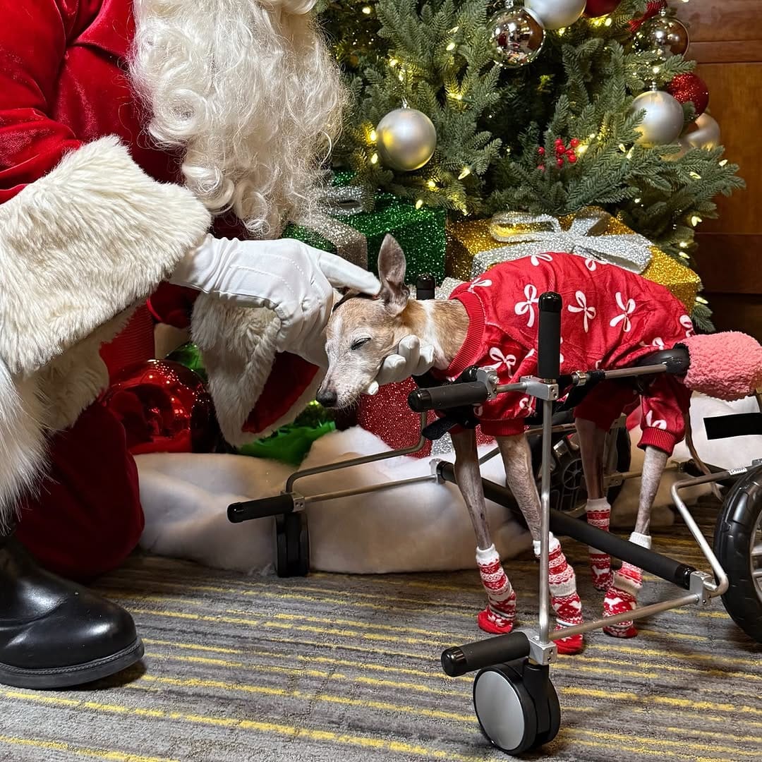Post 9 by Chelsea Chic Senior Italian Greyhound on Instagram (carousel)