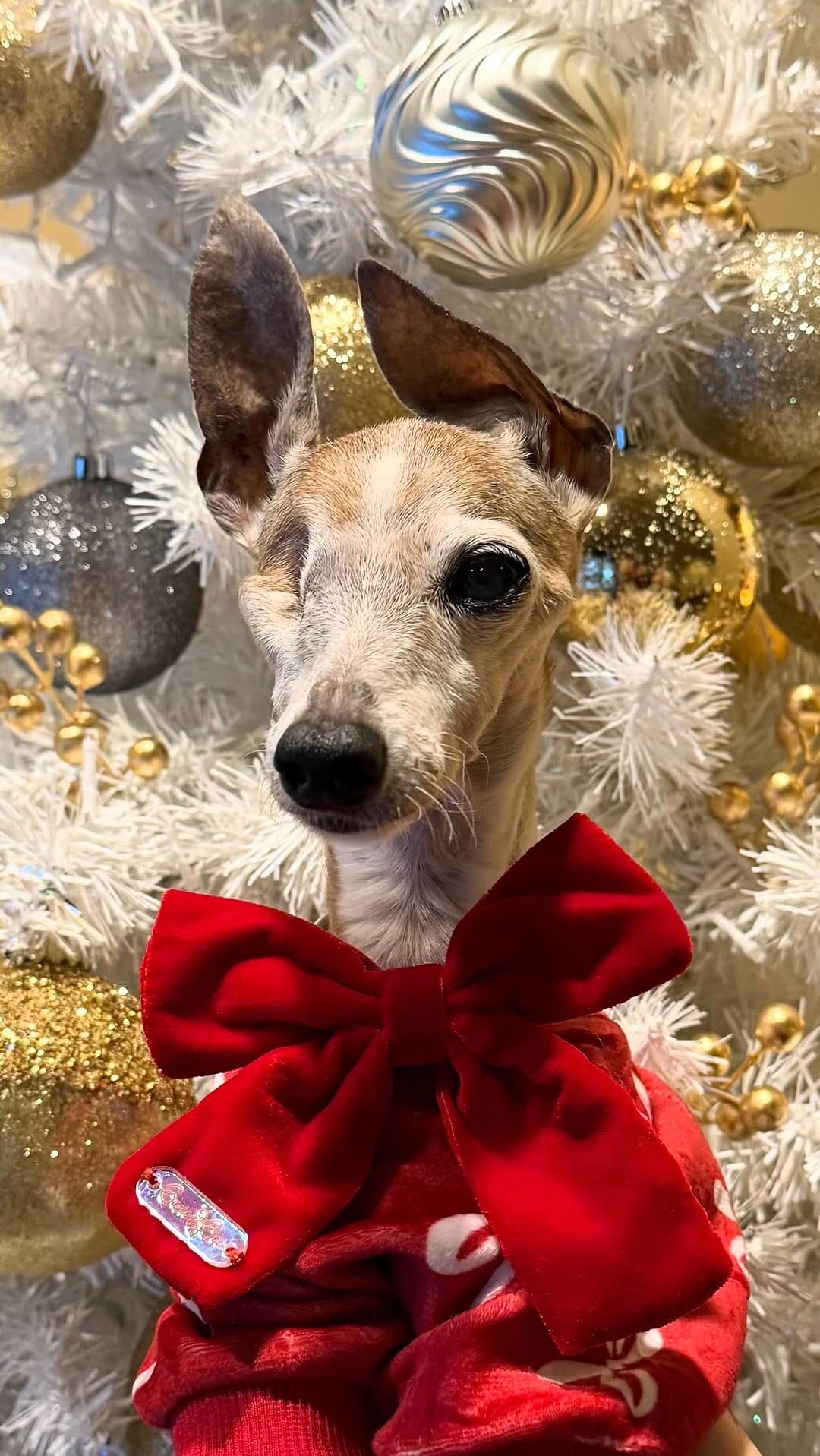 Post 7 by Chelsea Chic Senior Italian Greyhound on Instagram (video)
