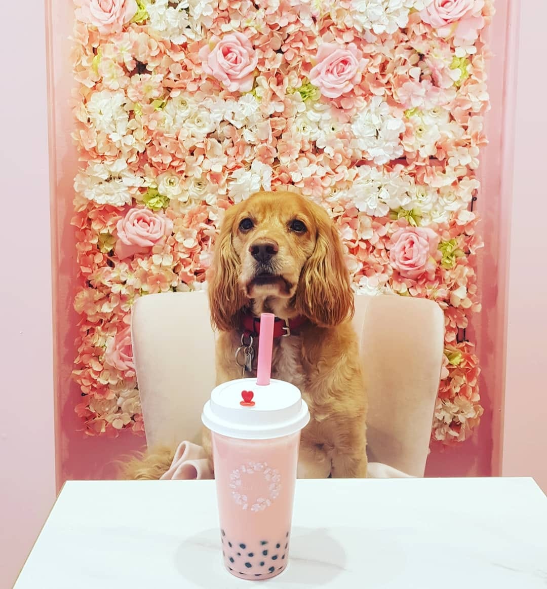 Post 4 by Teddy • Cockapoo • London Life • Europe Travels on Instagram (carousel)