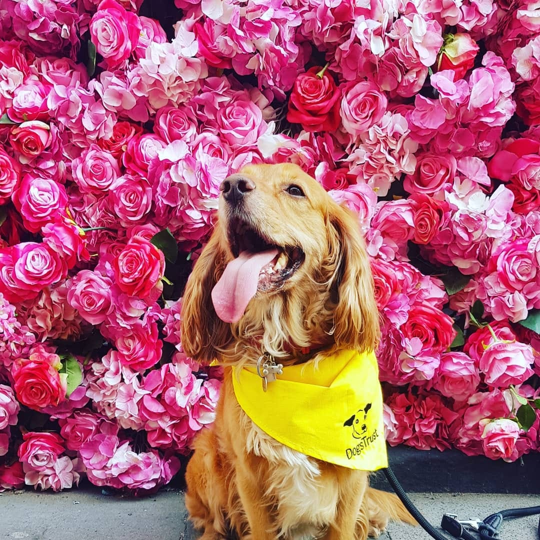 Post 7 by Teddy • Cockapoo • London Life • Europe Travels on Instagram (image)