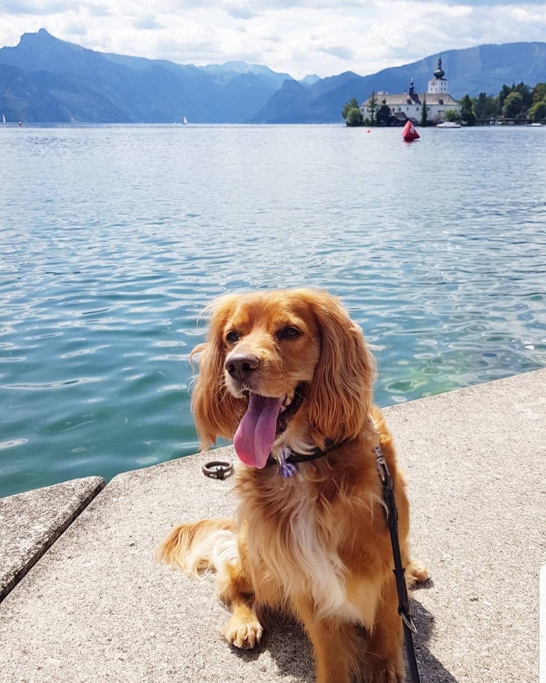 Post 5 by Teddy • Cockapoo • London Life • Europe Travels on Instagram (image)