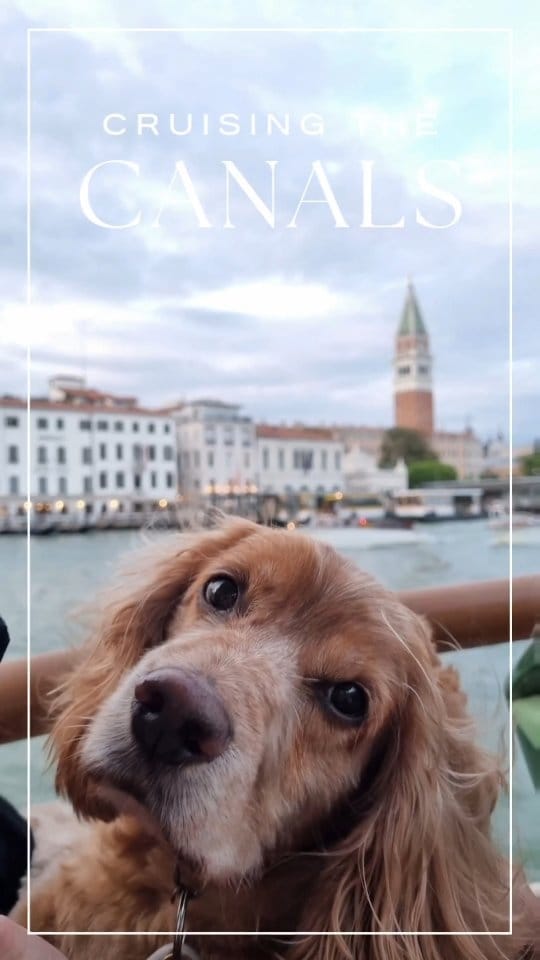 Post 2 by Teddy • Cockapoo • London Life • Europe Travels on Instagram (video)