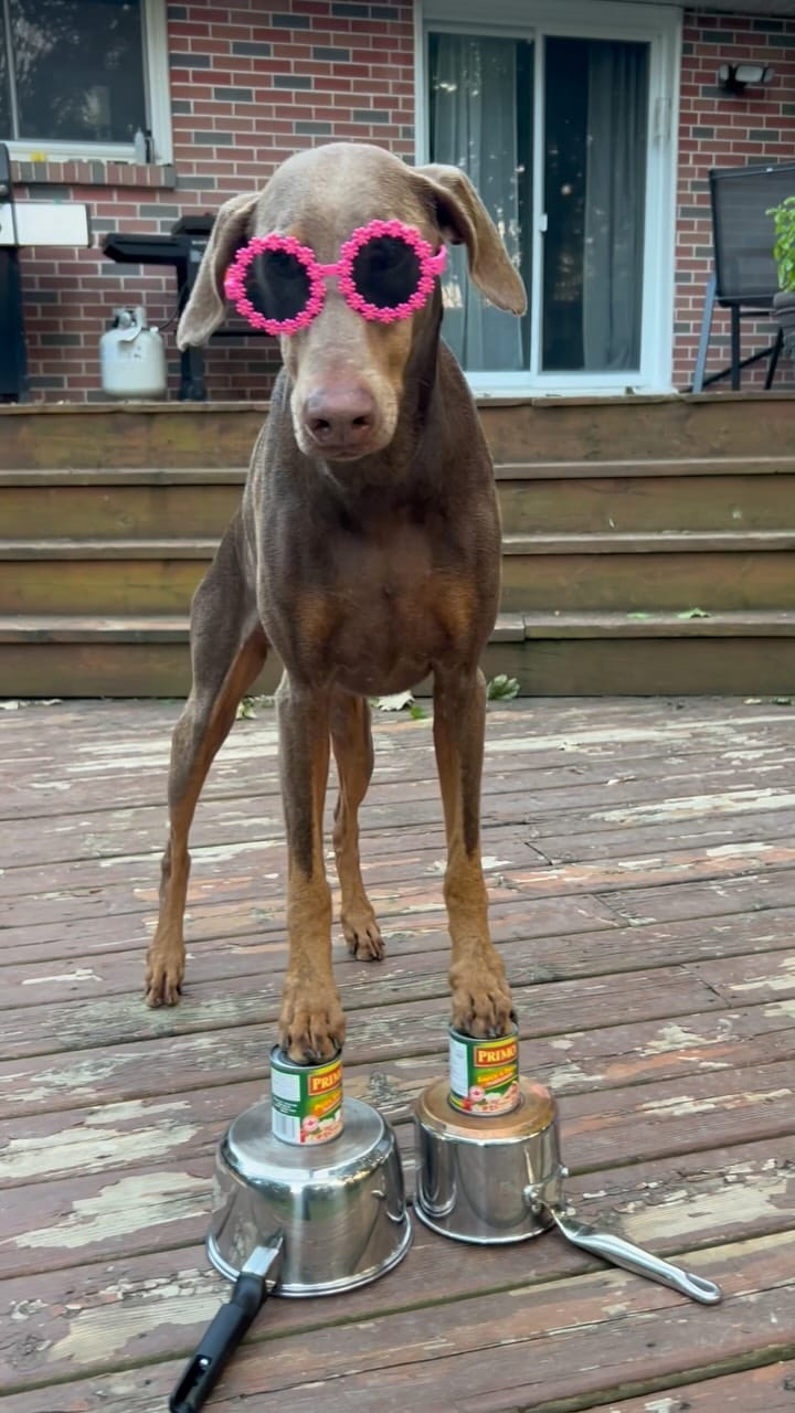 Post 1 by ✨Doberman Sisters: Kahlua & Cava✨ on Instagram (video)