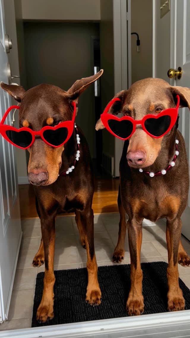 Post 10 by ✨Doberman Sisters: Kahlua & Cava✨ on Instagram (video)