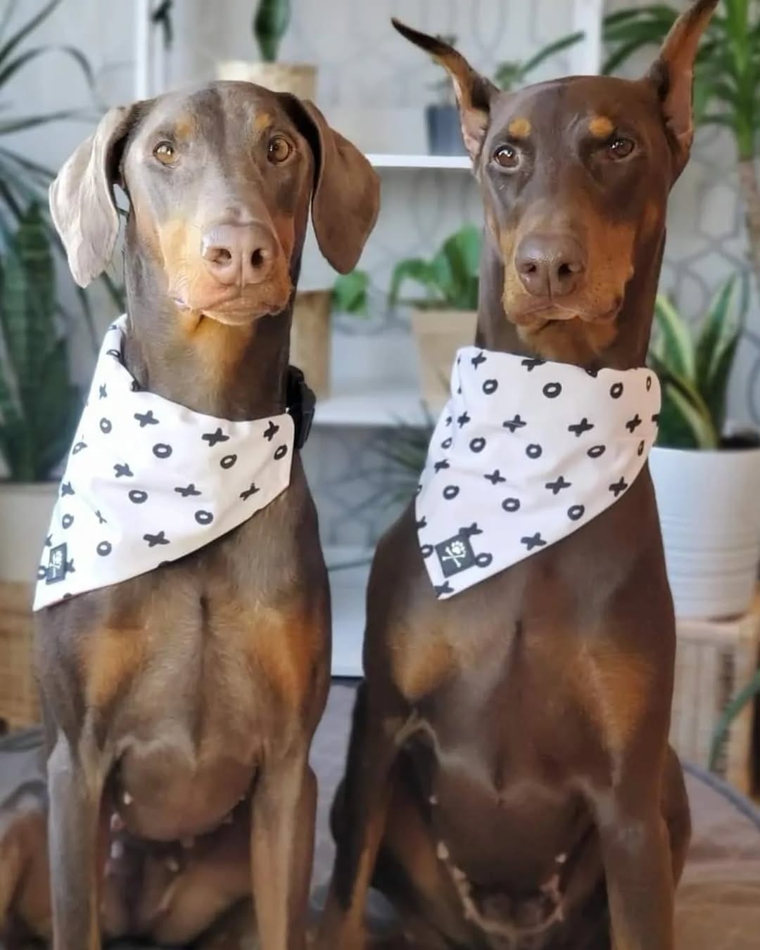 Post 8 by ✨Doberman Sisters: Kahlua & Cava✨ on Instagram (image)