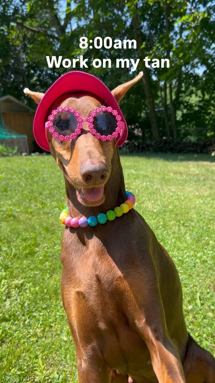 Post 2 by ✨Doberman Sisters: Kahlua & Cava✨ on Instagram (video)