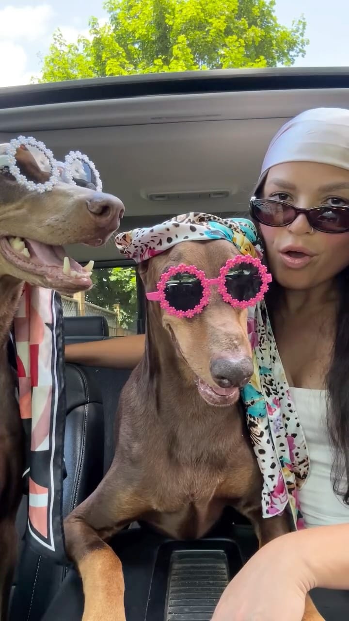 Post 3 by ✨Doberman Sisters: Kahlua & Cava✨ on Instagram (video)