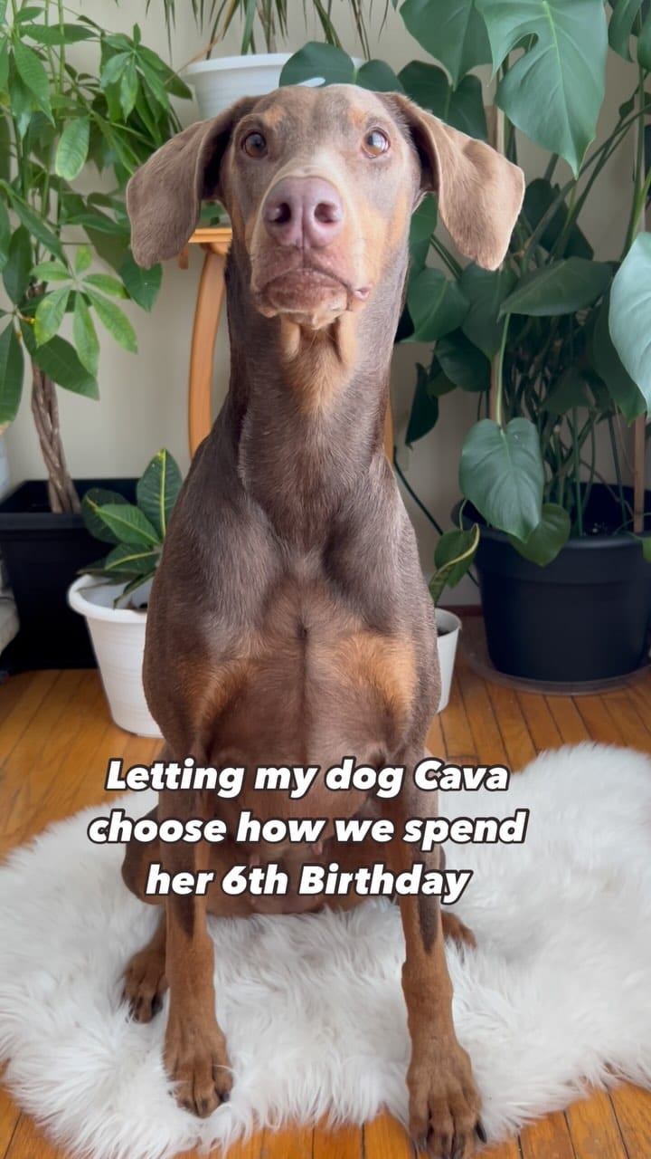 Post 4 by ✨Doberman Sisters: Kahlua & Cava✨ on Instagram (video)