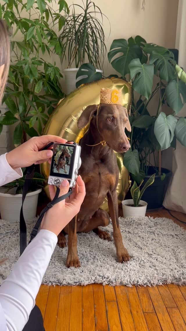 Post 6 by ✨Doberman Sisters: Kahlua & Cava✨ on Instagram (video)