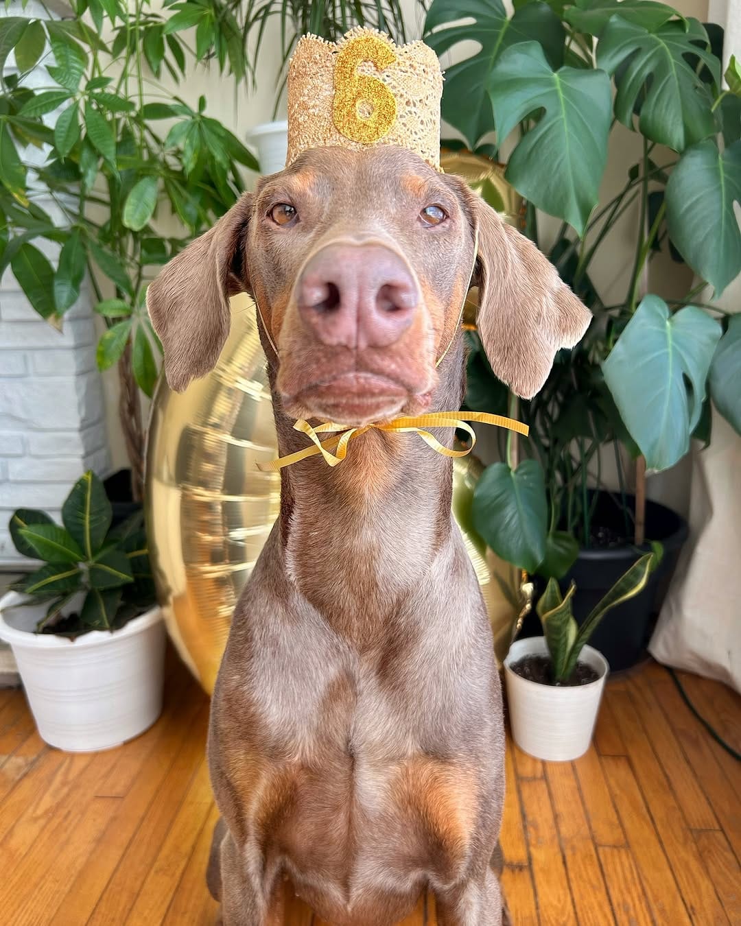 Post 5 by ✨Doberman Sisters: Kahlua & Cava✨ on Instagram (carousel)